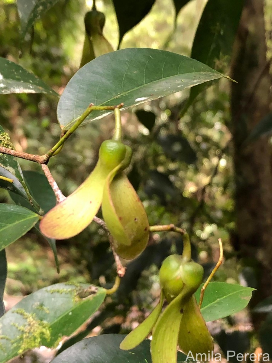 Doona ovalifolia Thwaites